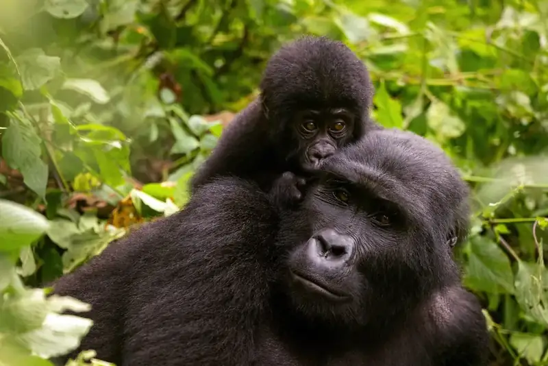 Dichter Bergnebelwald von Bwindi in Uganda mit Morgennebel zwischen bewaldeten Hügelketten