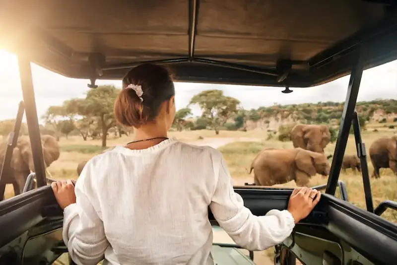 Giraffen und Akazien in der weiten Savanne der Serengeti in Tansania unter hohem Wolkenhimmel