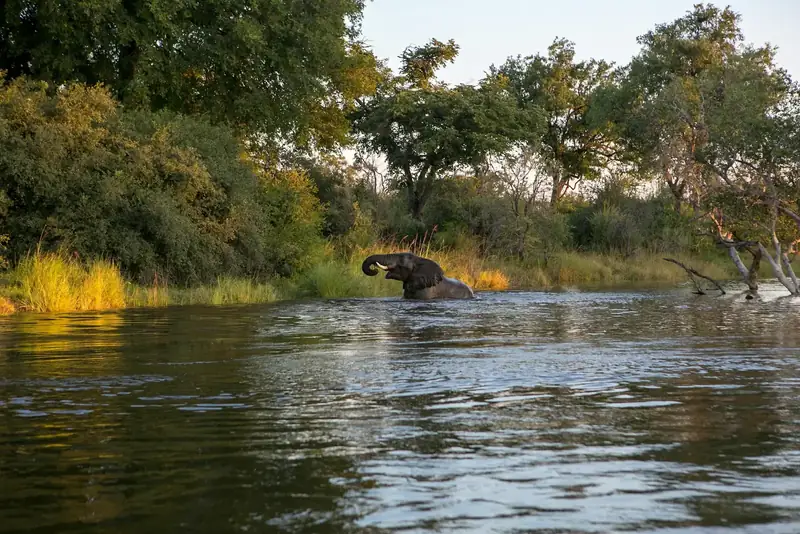 Kanufahrt im Morgenlicht auf dem Sambesi im Lower Zambezi in Sambia, Elefanten trinken am Flussufer