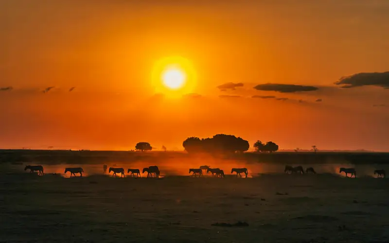 Gnus und Zebras grasen zwischen Akazien in der weiten Savanne Kenias, dahinter Berge und dramatische Wolken im Abendlicht